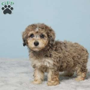 Izzy, Miniature Poodle Puppy